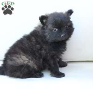 Bear, Pomeranian Puppy