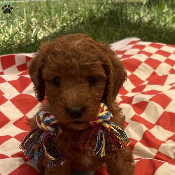 Diamond-F1B, Goldendoodle Puppy