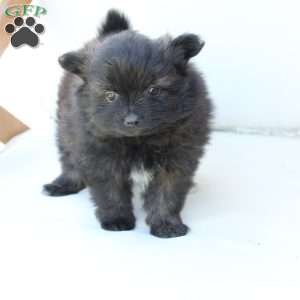 Bear, Pomeranian Puppy