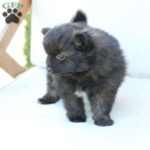 Bear, Pomeranian Puppy