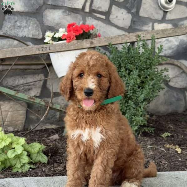 Duke, Goldendoodle Puppy