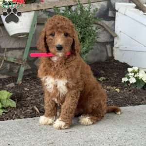 Dolly, Goldendoodle Puppy