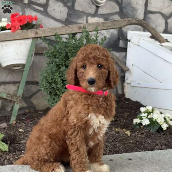 Dolly, Goldendoodle Puppy