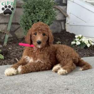 Dolly, Goldendoodle Puppy