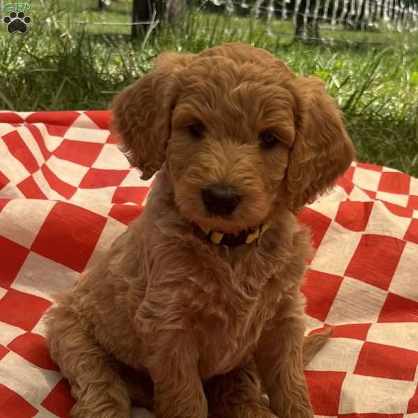Gus Gus-F1B, Goldendoodle Puppy