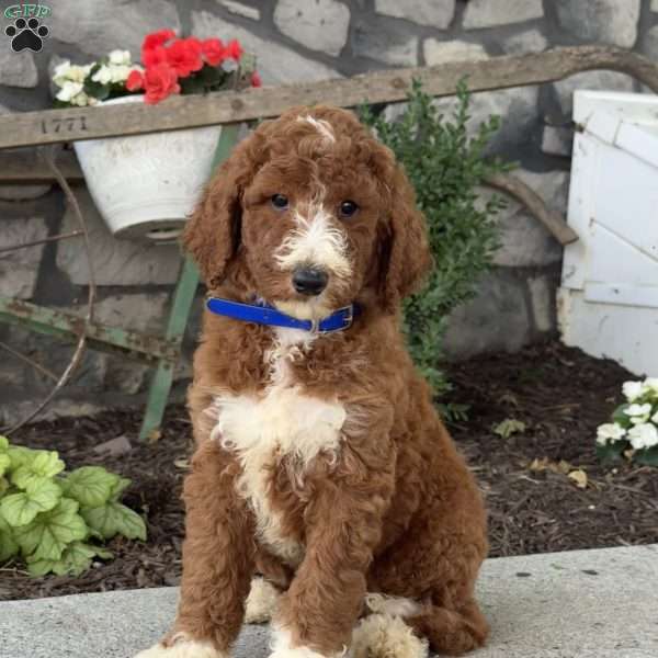 Diesel, Goldendoodle Puppy