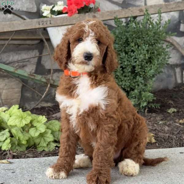 Dash, Goldendoodle Puppy