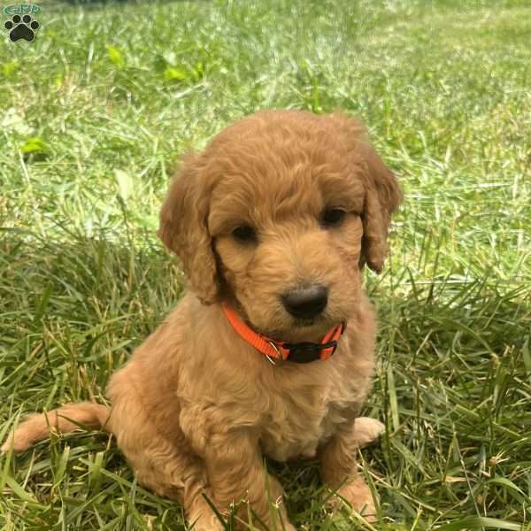 Lily-F1B, Goldendoodle Puppy