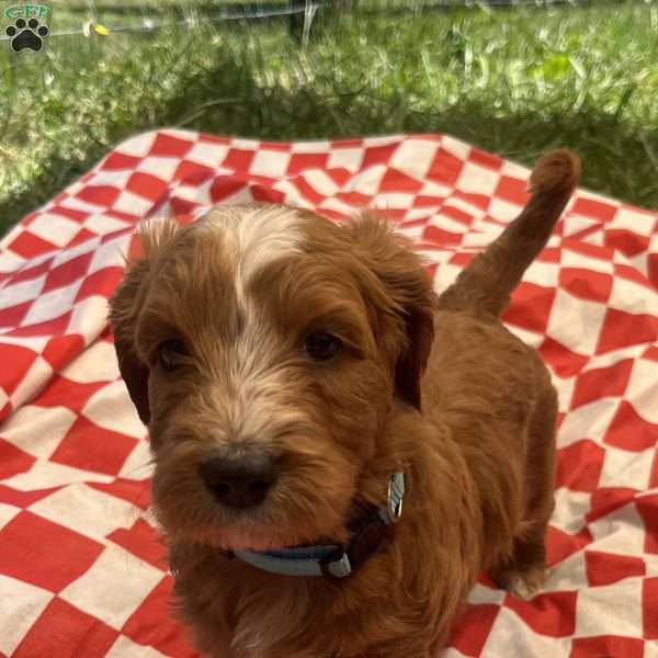 Snuggles-F1B, Goldendoodle Puppy