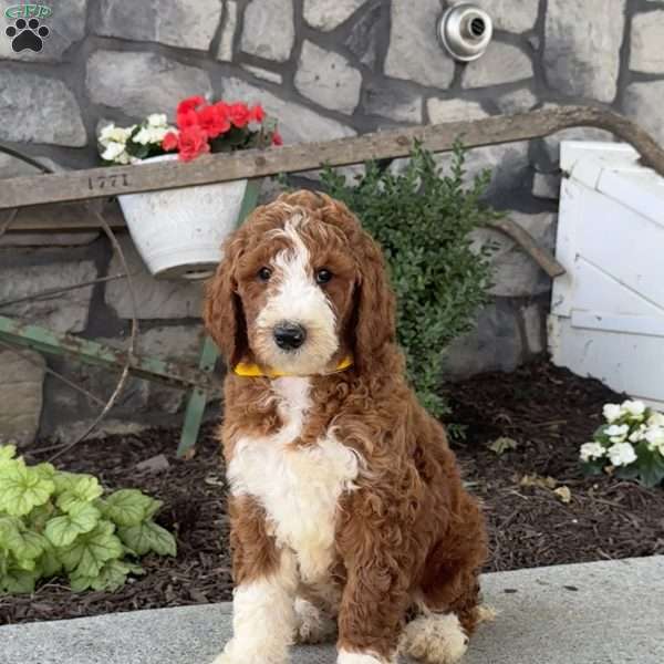 Dixie, Goldendoodle Puppy