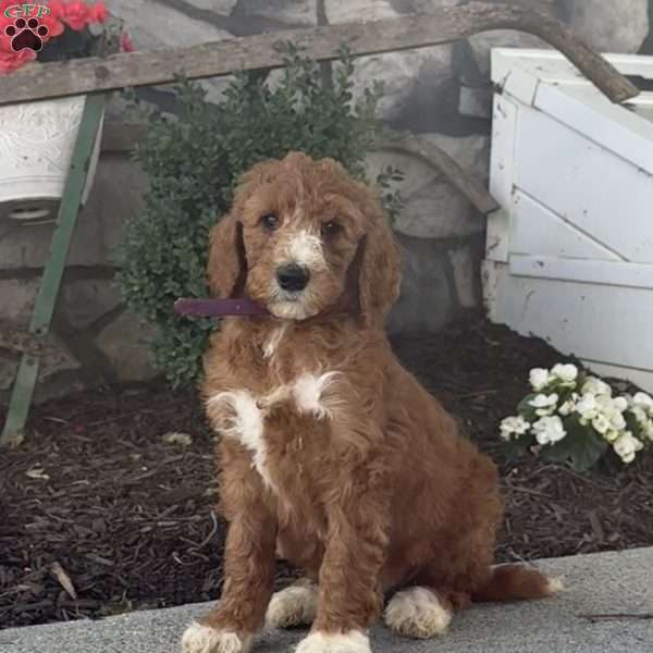 Diva, Goldendoodle Puppy