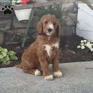 Diva, Goldendoodle Puppy