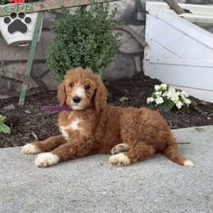 Diva, Goldendoodle Puppy