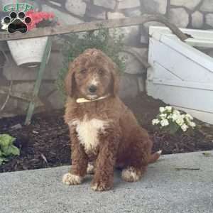 Dori, Goldendoodle Puppy