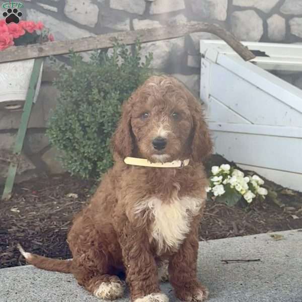 Dori, Goldendoodle Puppy