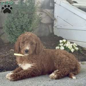 Dori, Goldendoodle Puppy