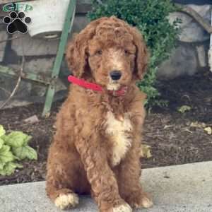 Dozer, Goldendoodle Puppy