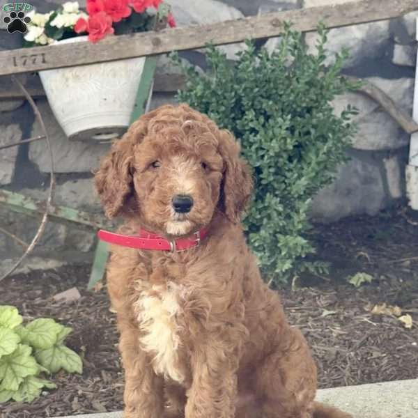 Dozer, Goldendoodle Puppy