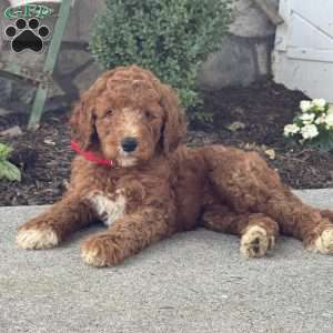Dozer, Goldendoodle Puppy
