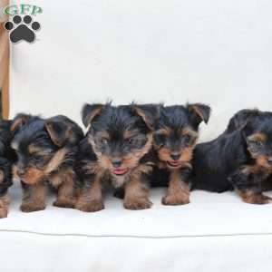 Jasper, Yorkie Puppy