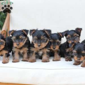 Jake, Yorkie Puppy