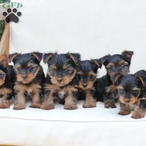 Jasper, Yorkie Puppy