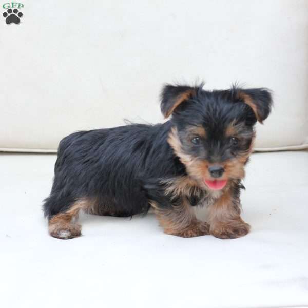 Jake, Yorkie Puppy
