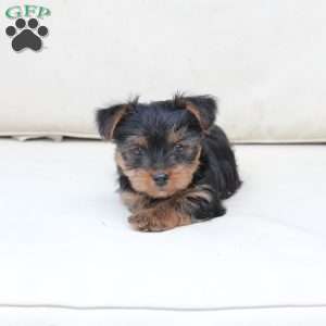 Jake, Yorkie Puppy