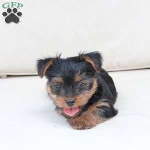 Jake, Yorkie Puppy