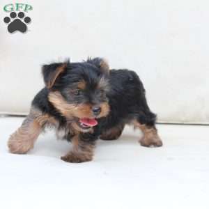 Jake, Yorkie Puppy