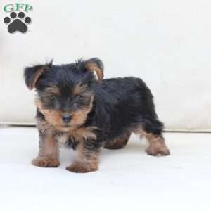 Jake, Yorkie Puppy
