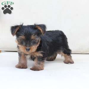 Jake, Yorkie Puppy