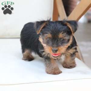 Jake, Yorkie Puppy
