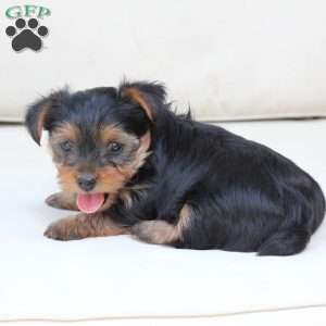 Jasper, Yorkie Puppy