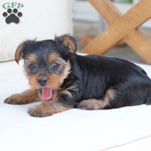 Jasper, Yorkie Puppy