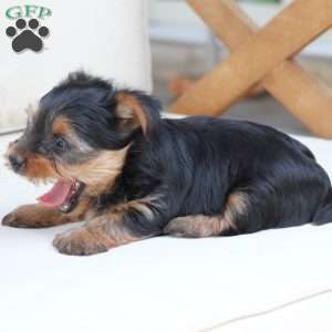Jasper, Yorkie Puppy