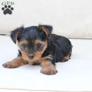 Jasper, Yorkie Puppy