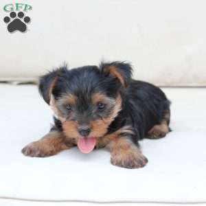 Jasper, Yorkie Puppy