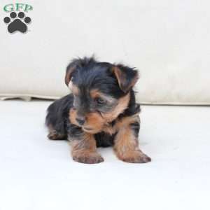 Jasper, Yorkie Puppy
