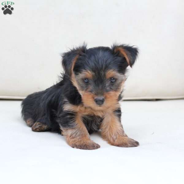 Jasper, Yorkie Puppy