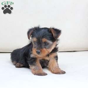 Jasper, Yorkie Puppy