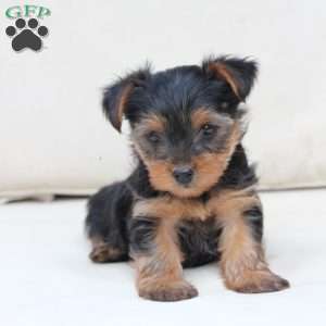 Jasper, Yorkie Puppy