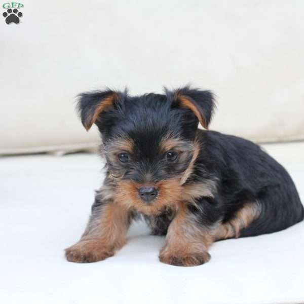 Chase, Yorkie Puppy