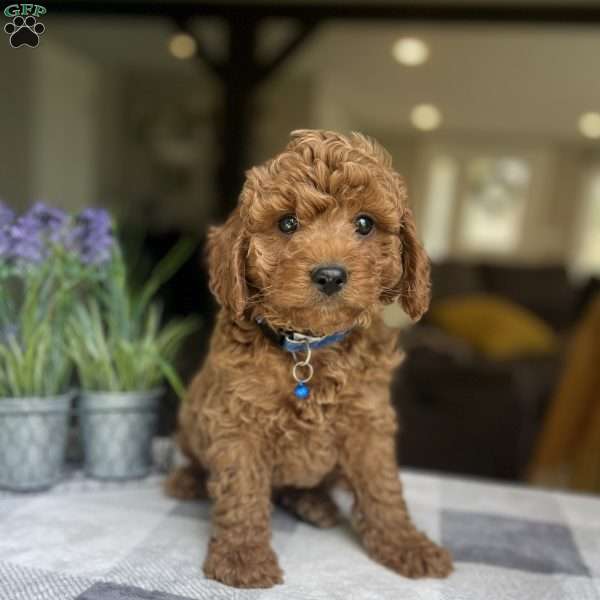 Zander, Mini Goldendoodle Puppy