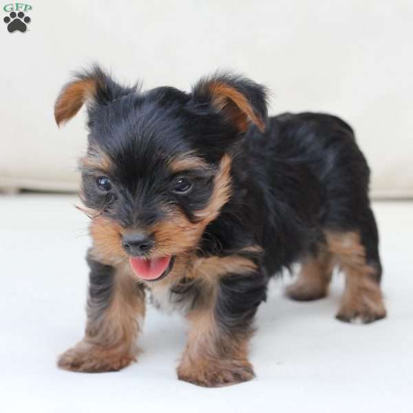 Remi, Yorkie Puppy