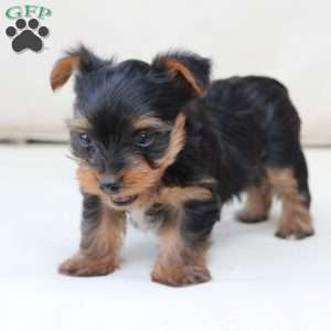 Remi, Yorkie Puppy
