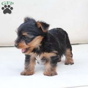 Remi, Yorkie Puppy