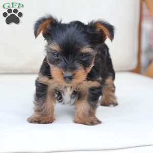 Remi, Yorkie Puppy