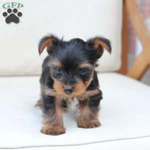 Remi, Yorkie Puppy