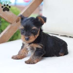 Remi, Yorkie Puppy